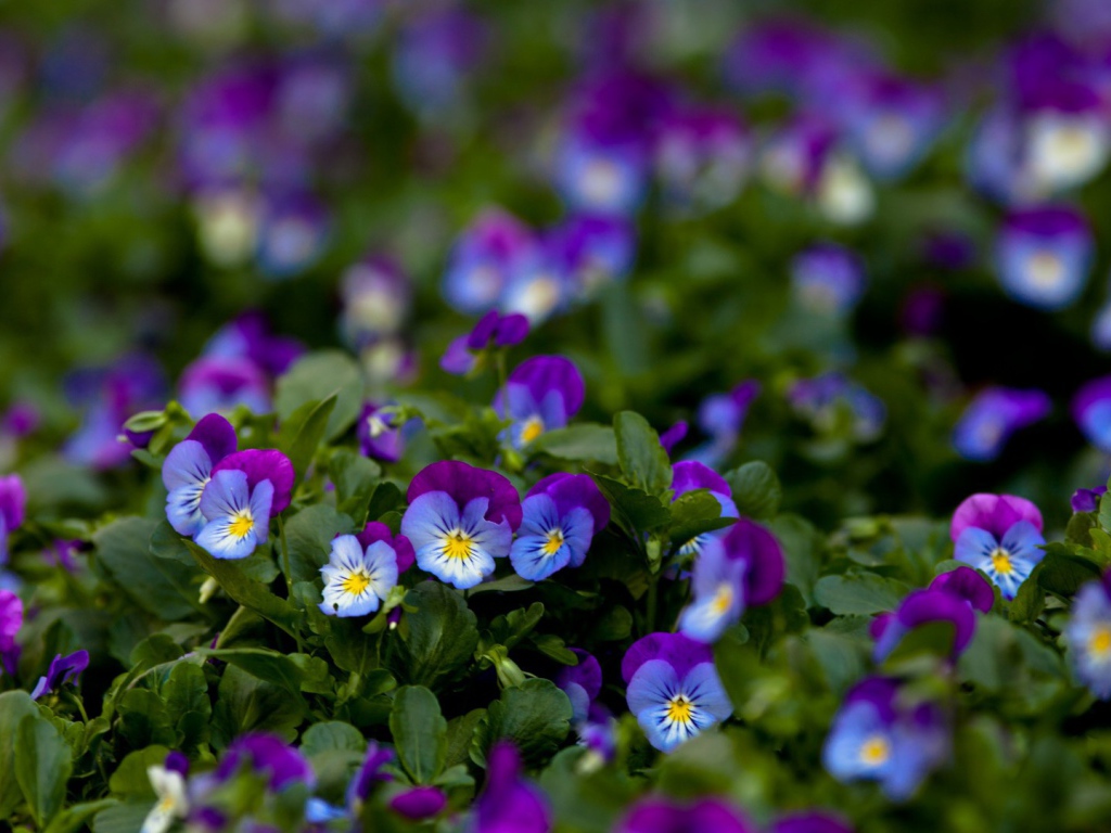 Фиолетовые цветы