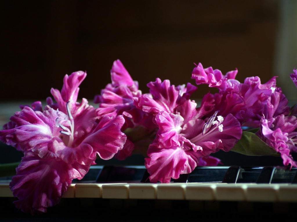 Сиреневые цветы гладиолуса