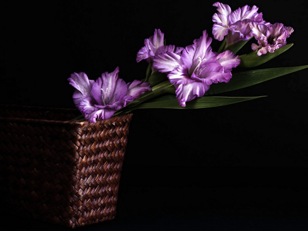 Сиреневые гладиолусы в корзине