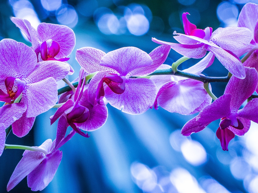 Фиолетовые цветы орхидеи