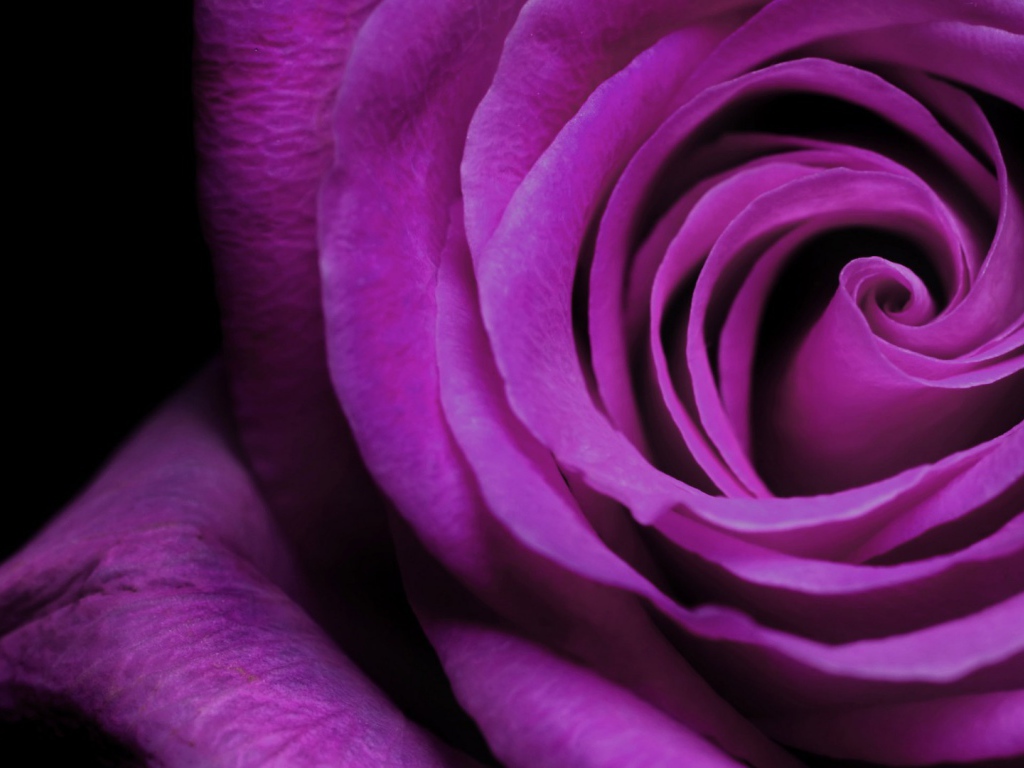 Фиолетовая роза крупным планом на чёрном фоне