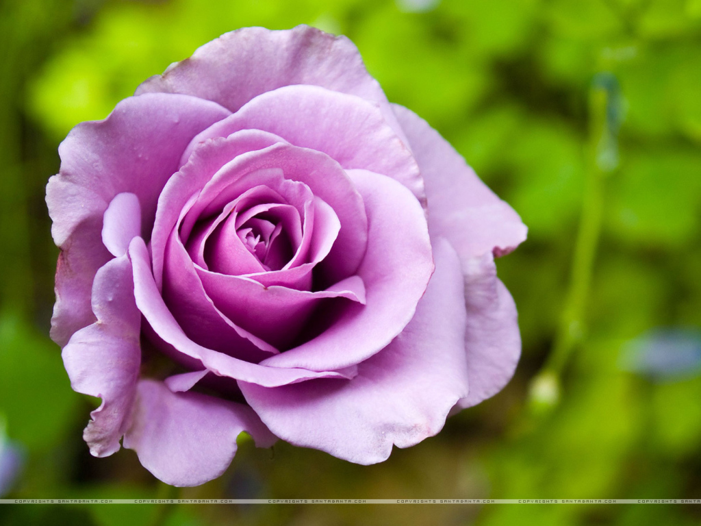 Фиолетовая роза в клумбе на фоне зелени