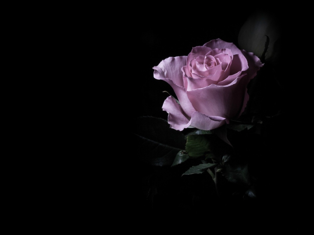 Фиолетовая роза в темноте
