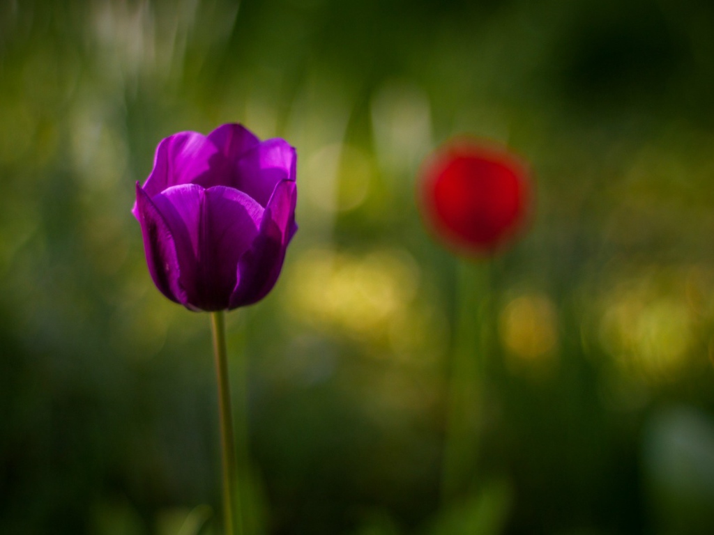 Фиолетовый тюльпан