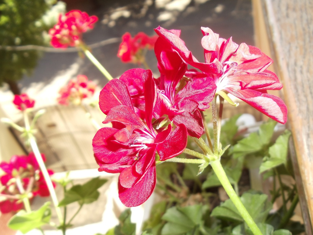 Красные блестящие цветы