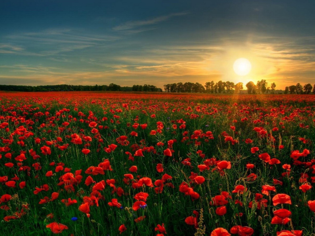 Сад красных цветов