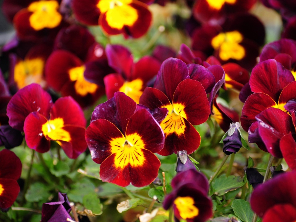 Красные анютины глазки расцвели на поляне