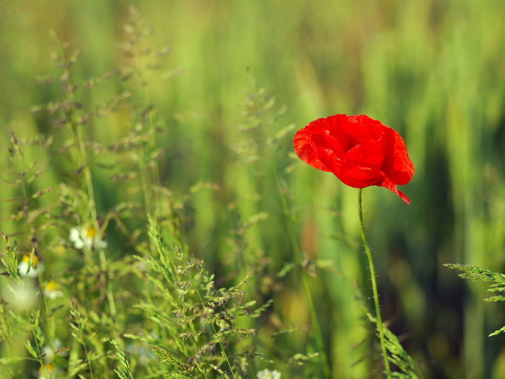 Красный цветок мака на поле