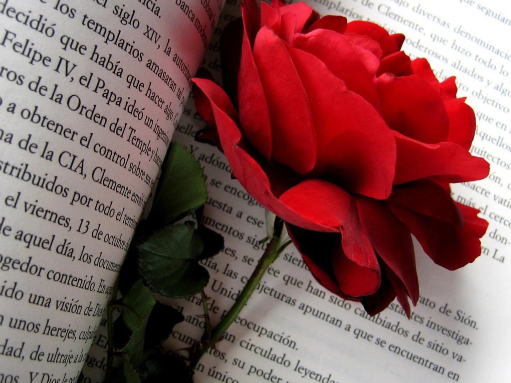 Красная роза на страницах книги