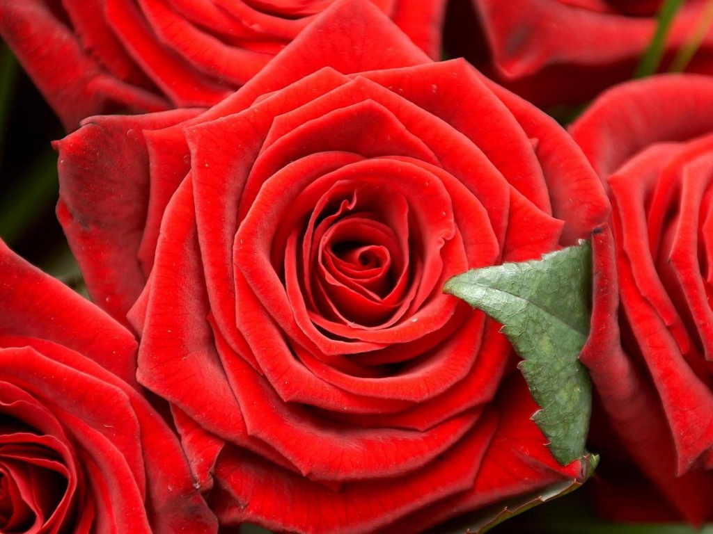 Красные розы на чёрном фоне крупным планом