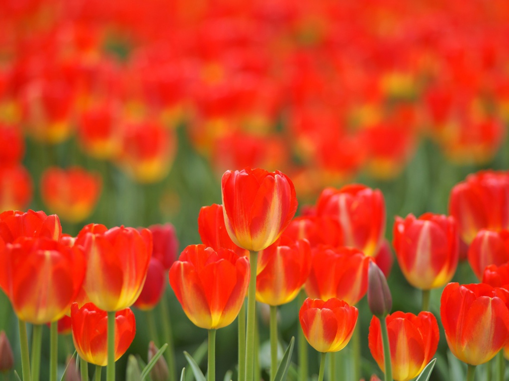 Красные тюльпаны