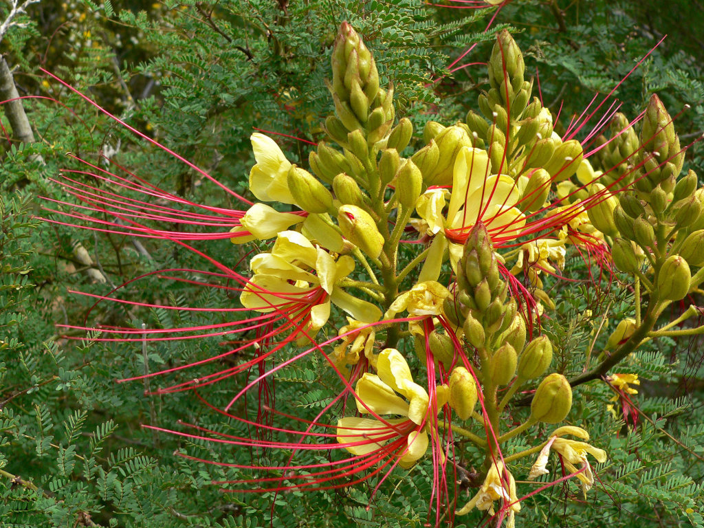 Красивая роскоя в саду