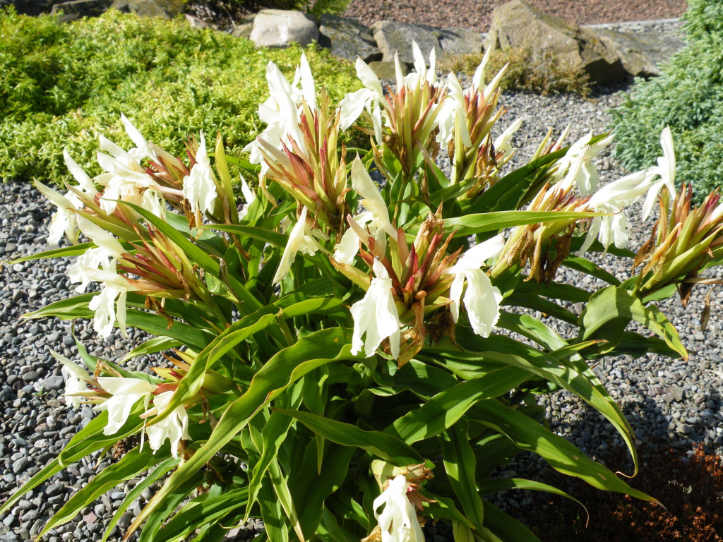 Красивое растение роскоя на дачном участке