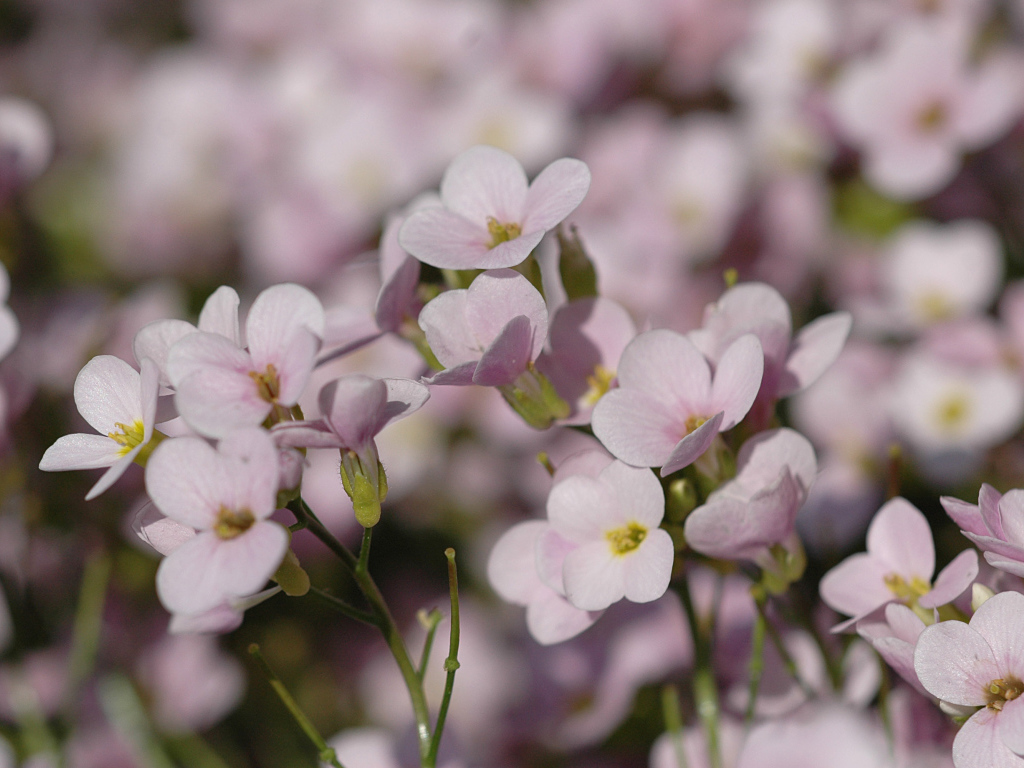 Цветы резуха на поляне