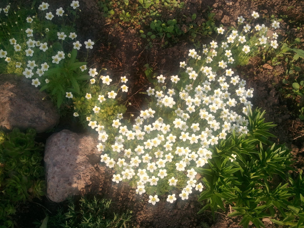 Растение резуха на поляне