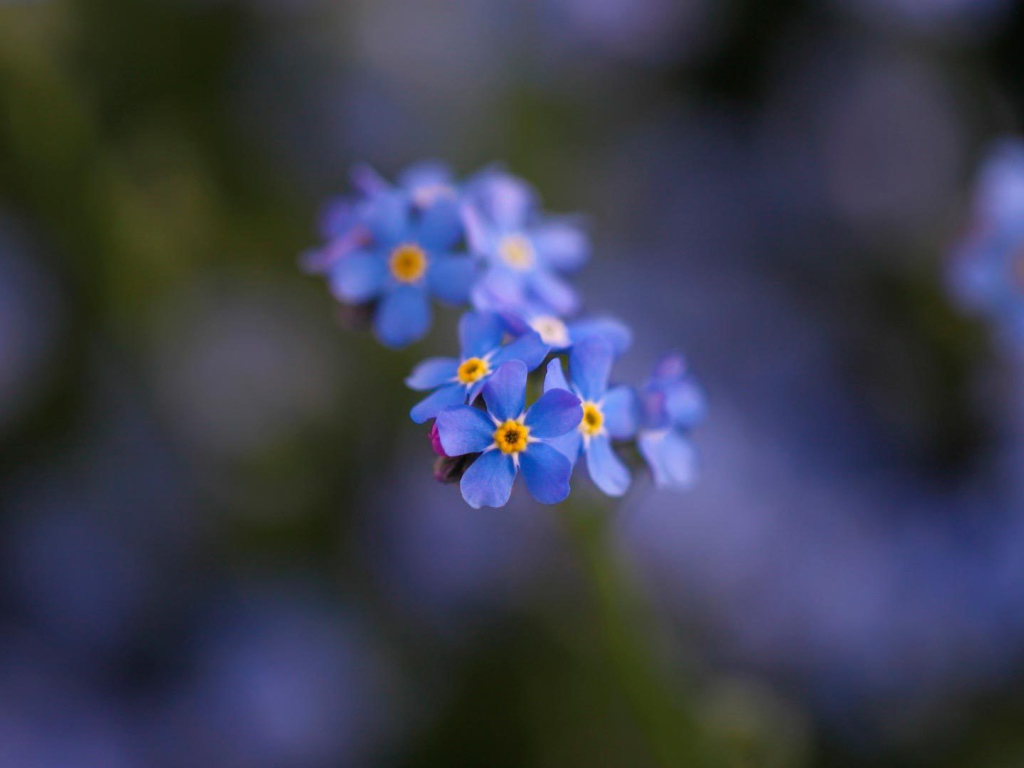 Маленькие красивые  цветы незабудки