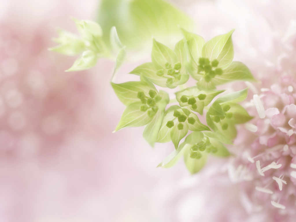 Нежно розовые цветы