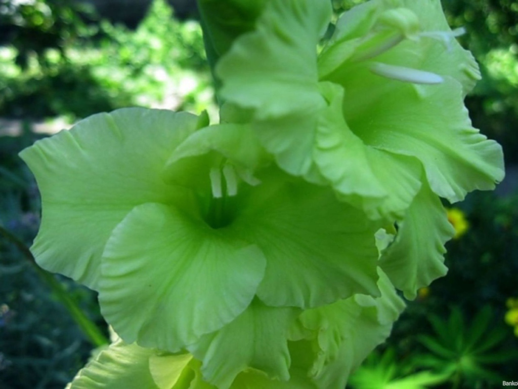 Сорт зеленых гладиолусов