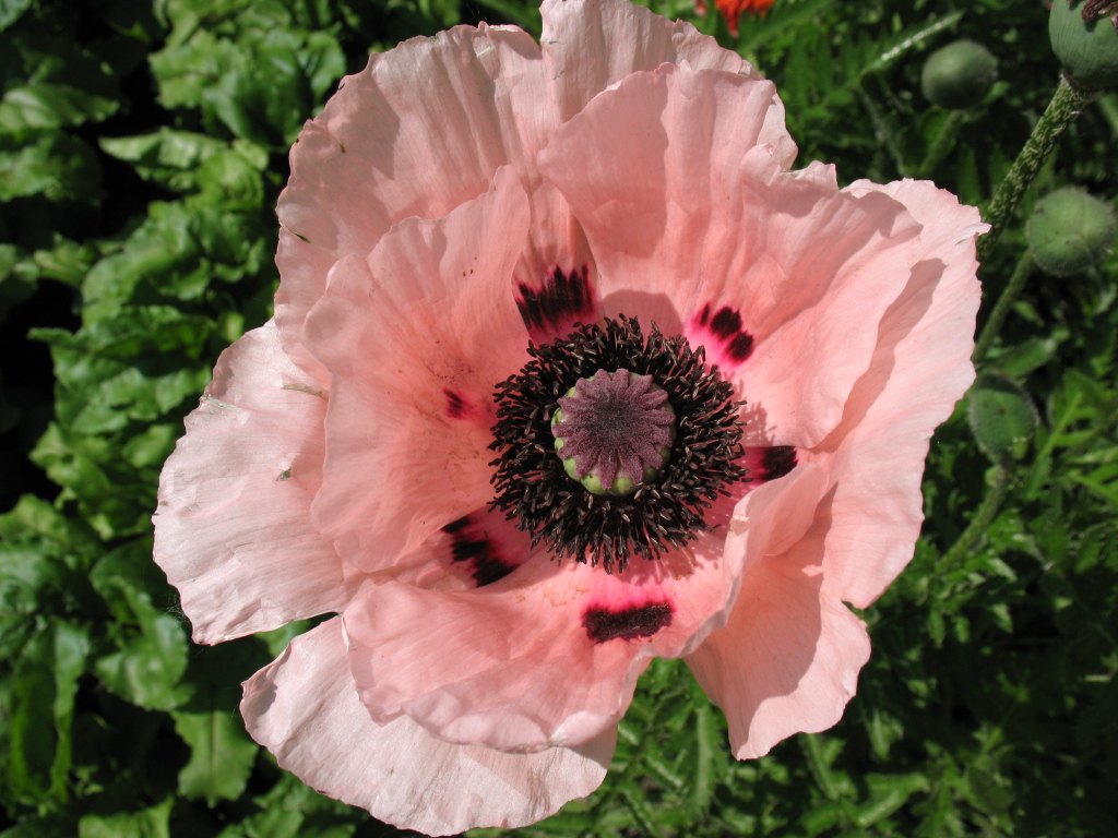 Весенний цветок мак