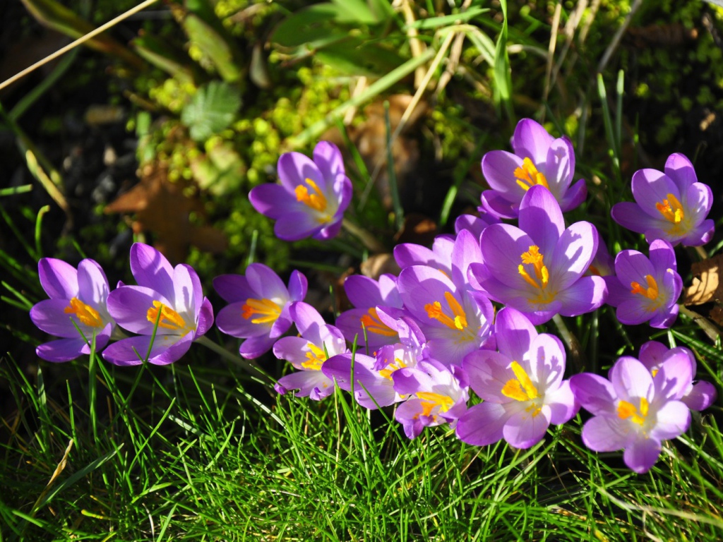 Весенние цветы шафран на солнце