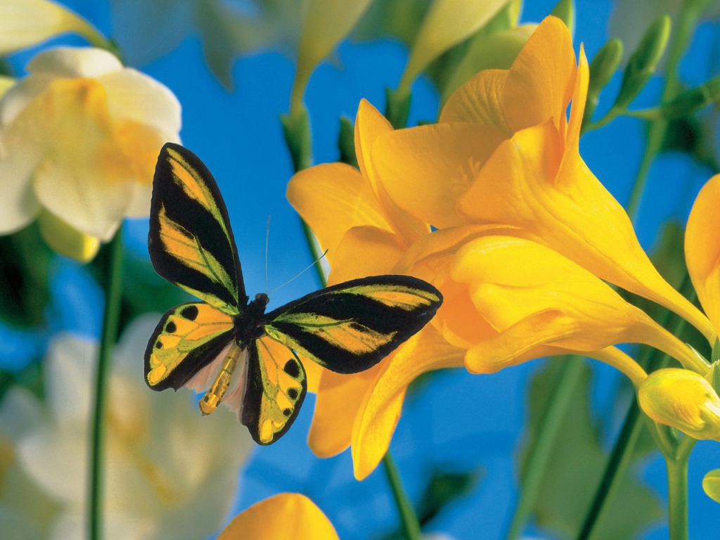 Летний визитер 