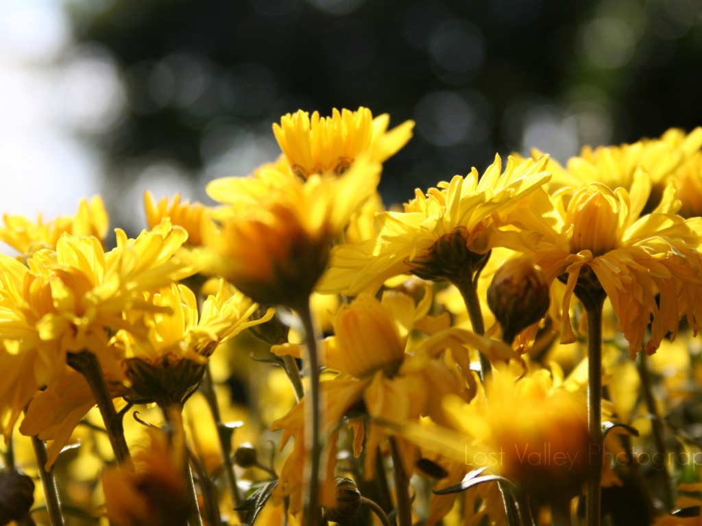 Цветы подсолнуха