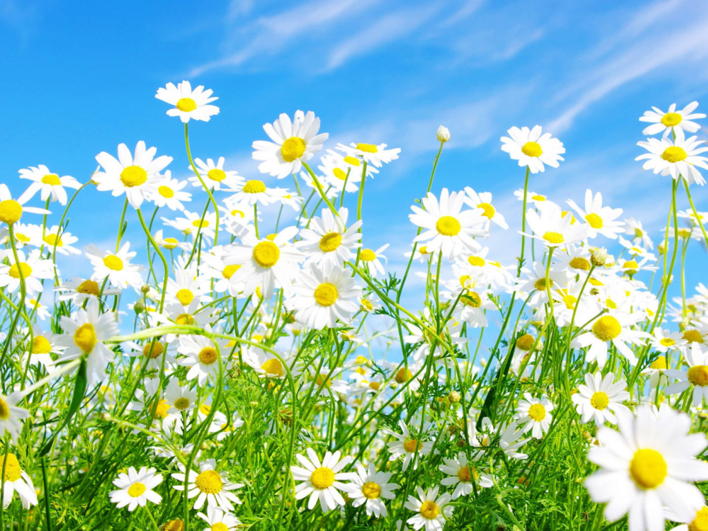 Солнечные цветы маргаритки на поляне