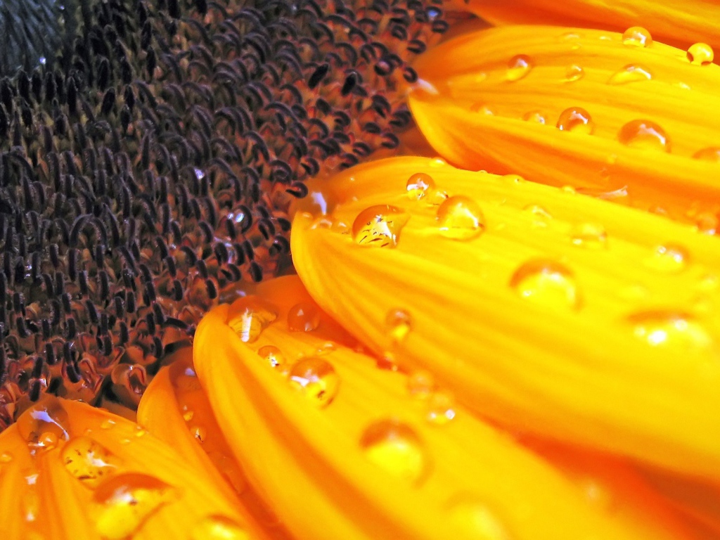 Цветок солнца