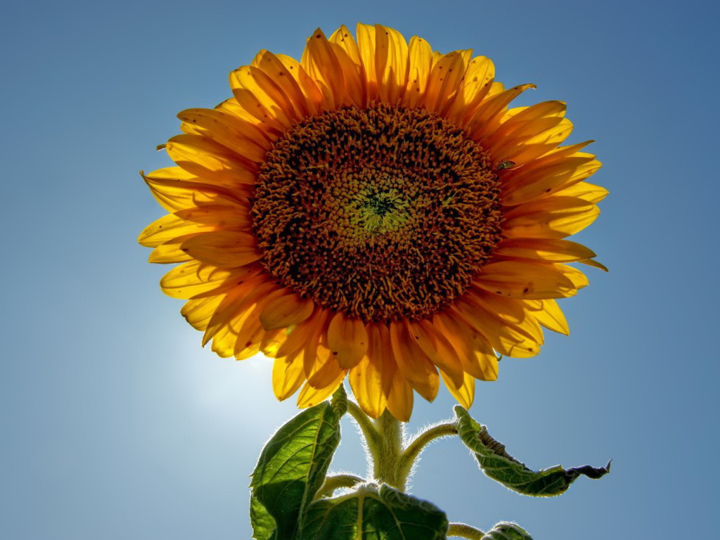 Подсолнух цветок с семечками