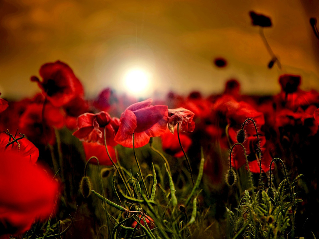 Закат на маковом поле