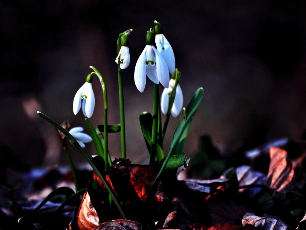 Первые цветы подснежники
