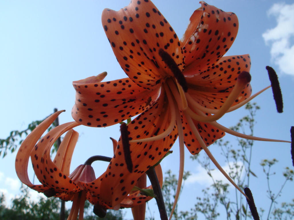 Цветок на фоне неба