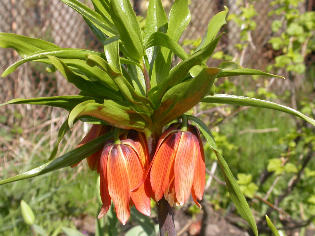 В саду красивый цветок рябчик императорский