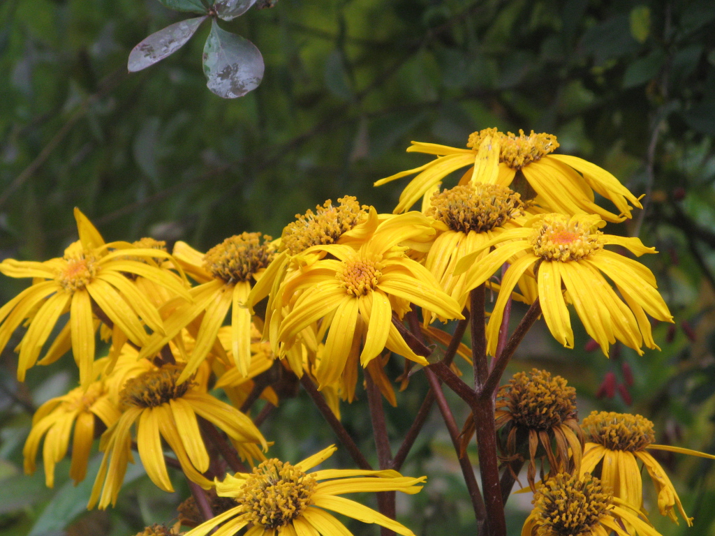 В саду красивое растение бузульник