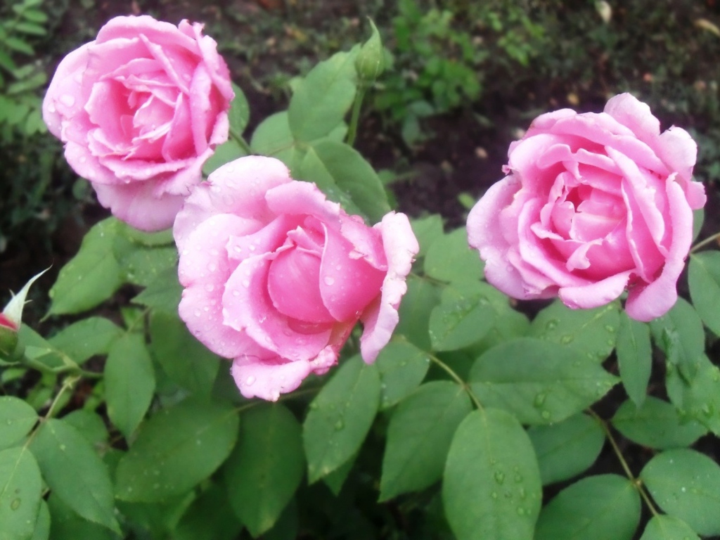 Три красивых цветка пион