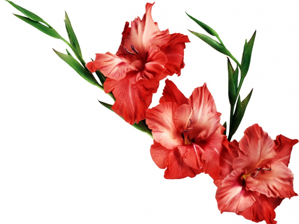 Три красных гладиолуса