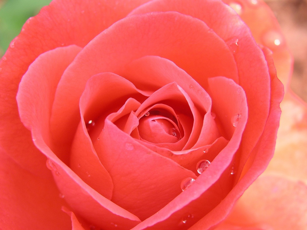 Тропическая роза