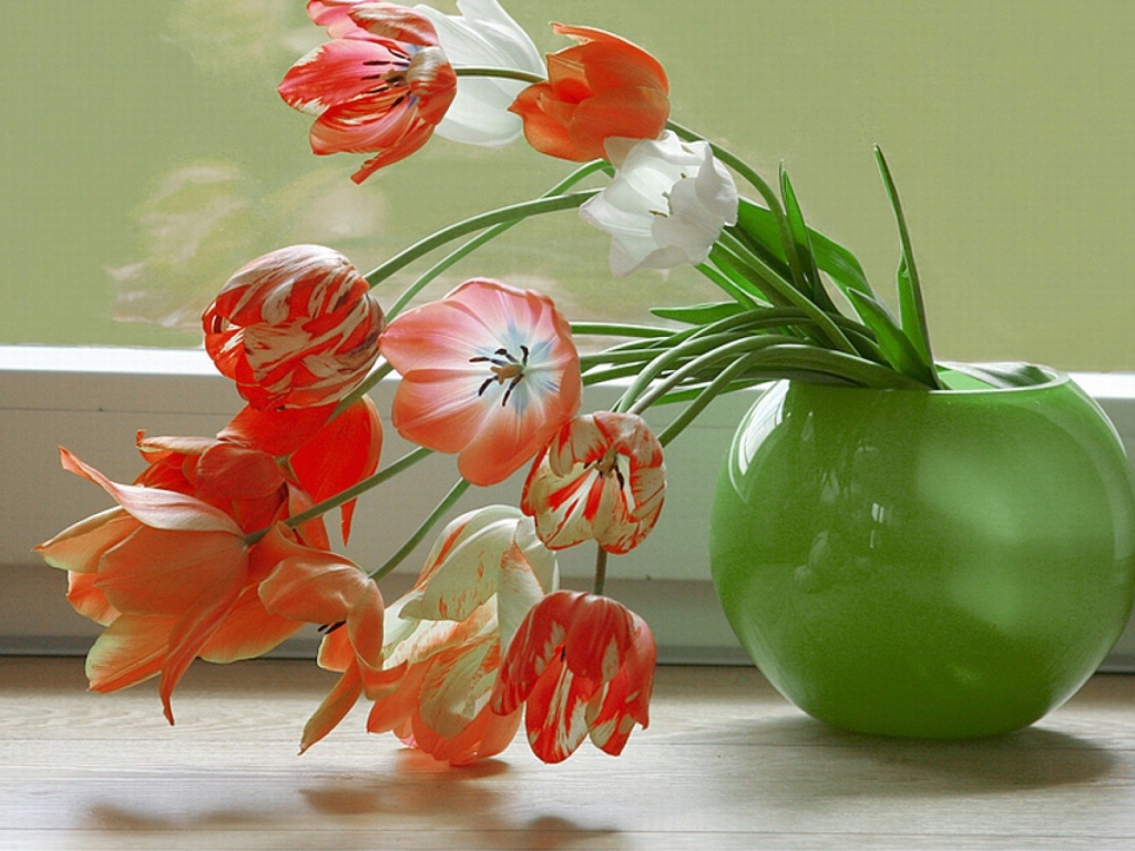 Тюльпаны у окна