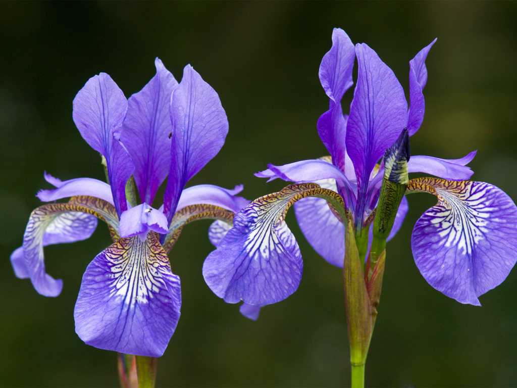 Два красивых ириса