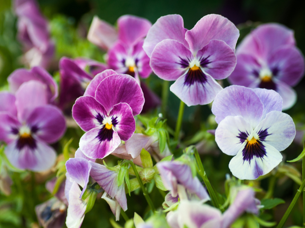 Виолы (фиалки, анютины глазки) на лужайке