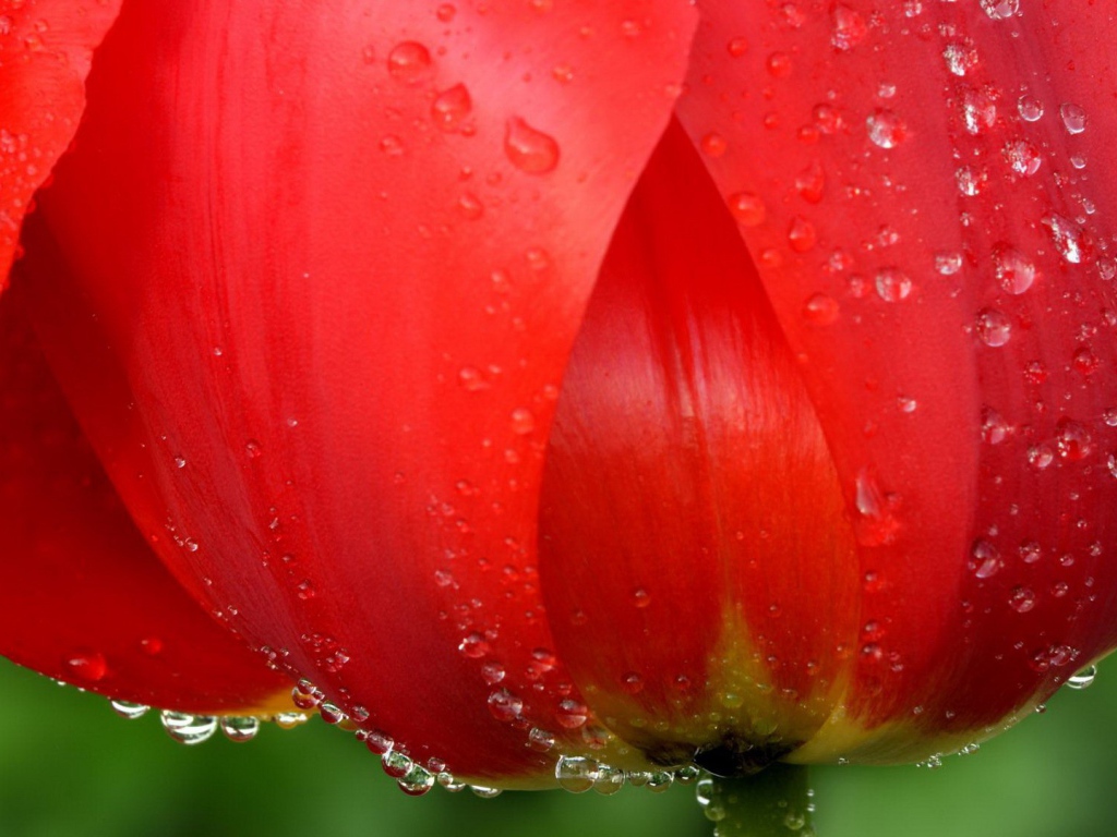 Капли воды на лепестках цветка