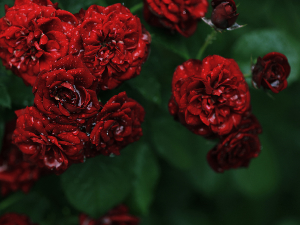 Мокрые садовые красные розы на зелёном фоне