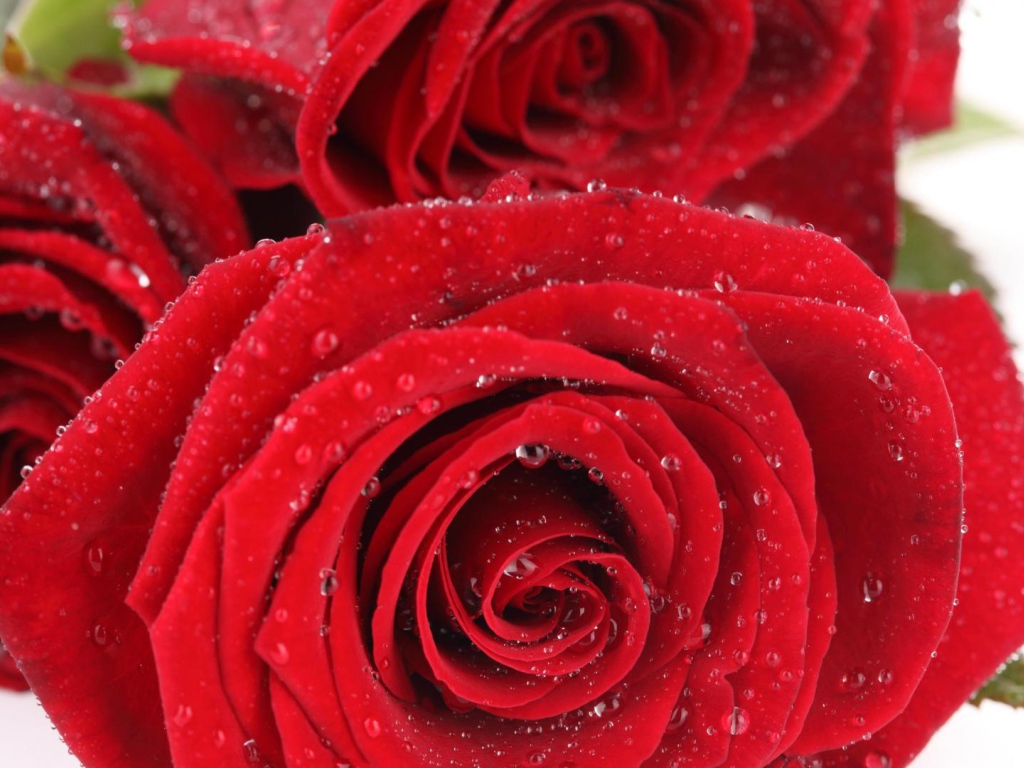 Мокрые красные розы на белом столе