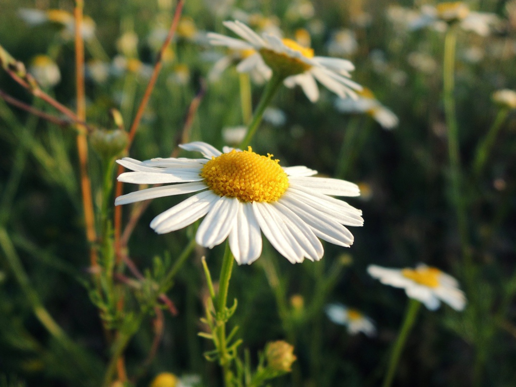 Белая ромашка на природе