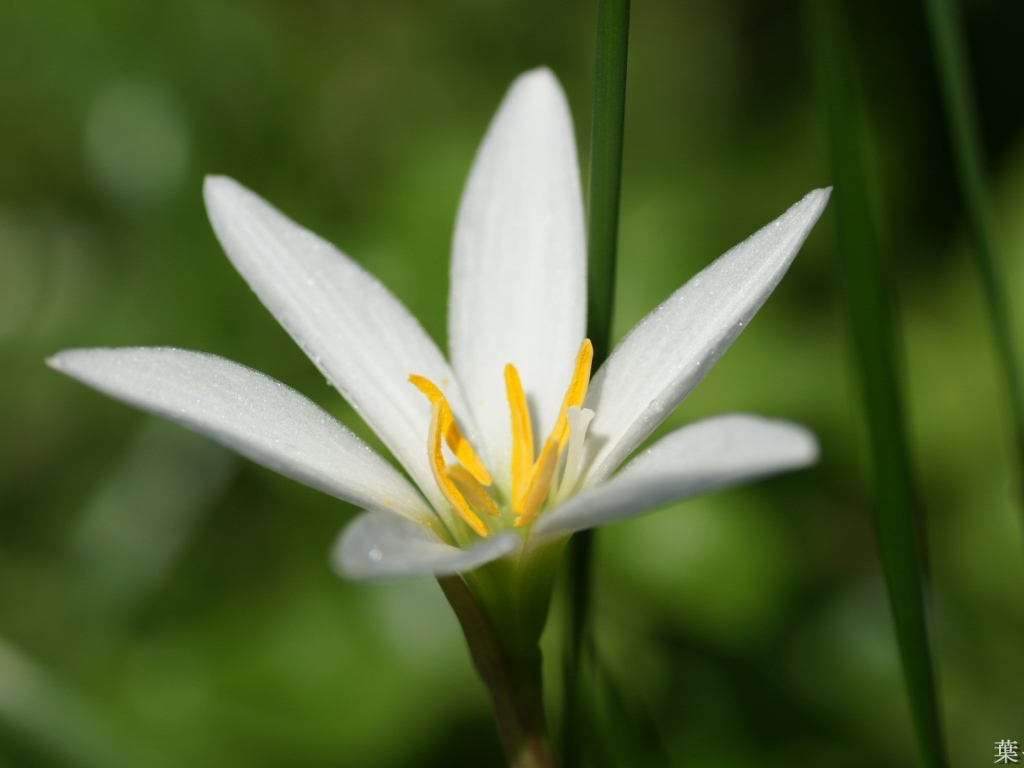 Белая лилия в росе