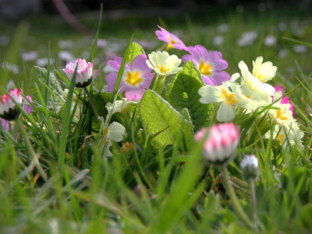 Белые и розовые весенние цветы