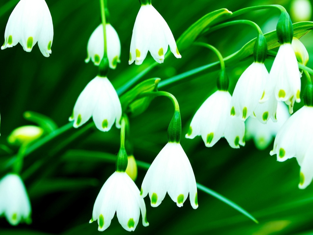 Белый колокольчик