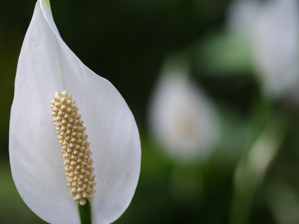 Белый цветок