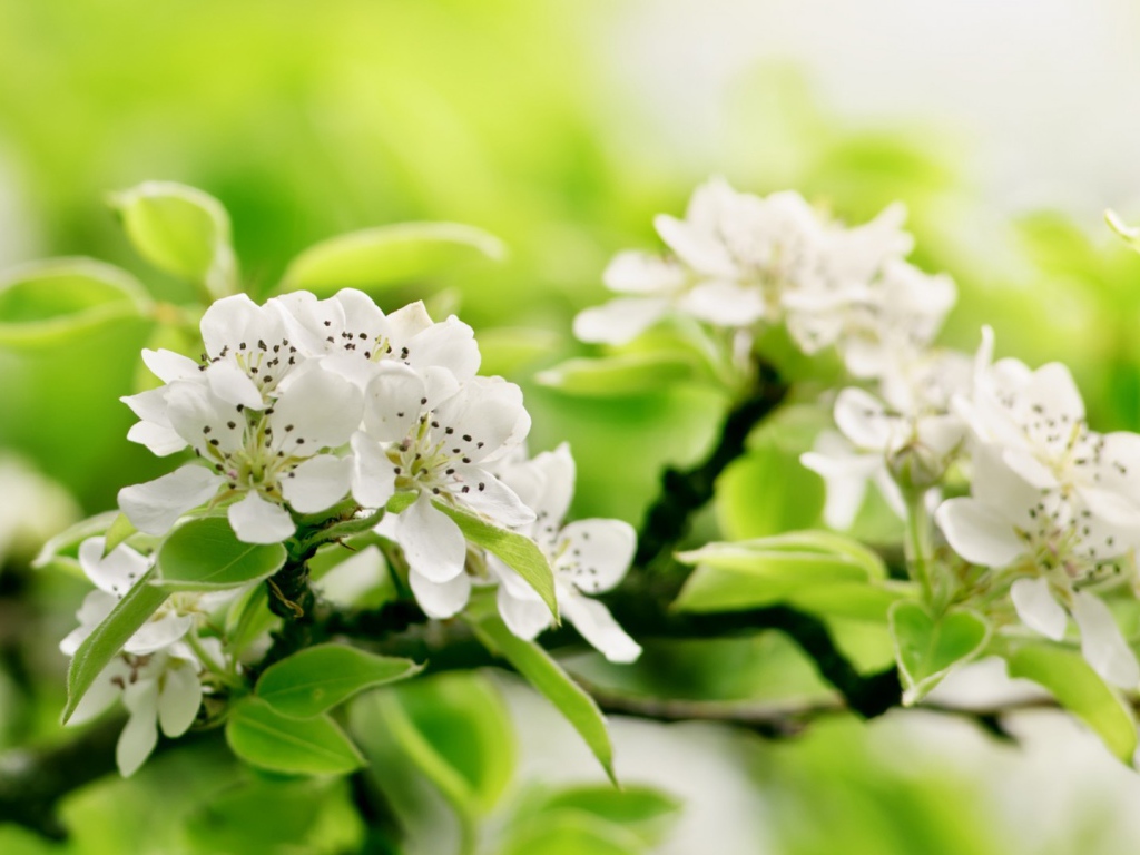 Белый цвет на зеленом фоне