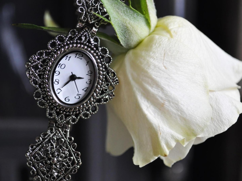 Белая роза и часы